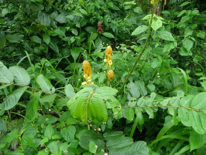 Senna reticulata