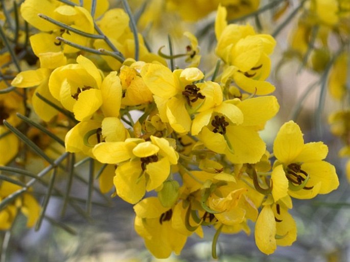 Senna artemisioides