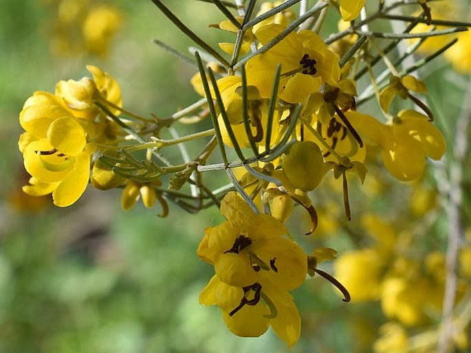 Senna artemisioides