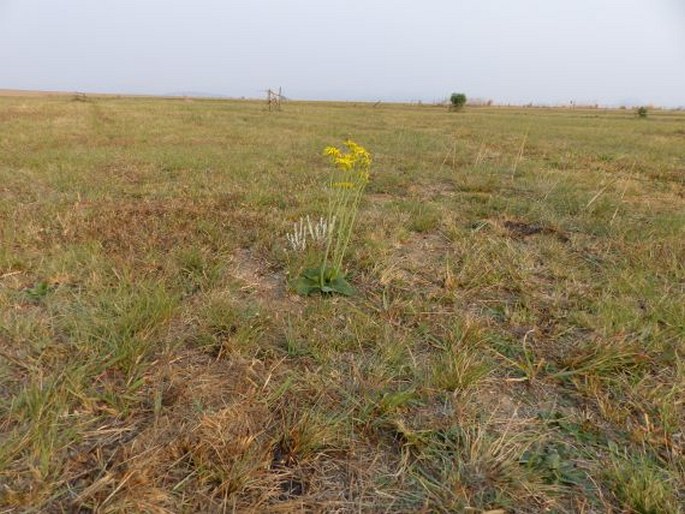 Senecio paucicalyculatus