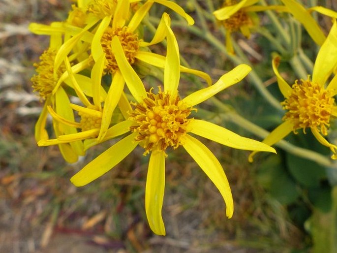 Senecio paucicalyculatus