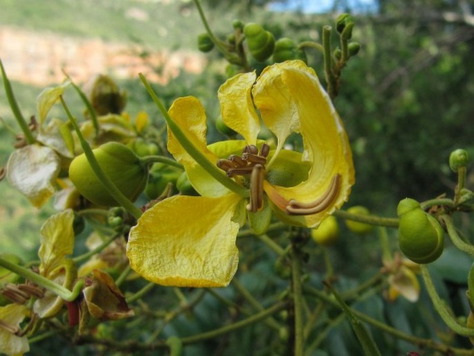 Senna petersiana