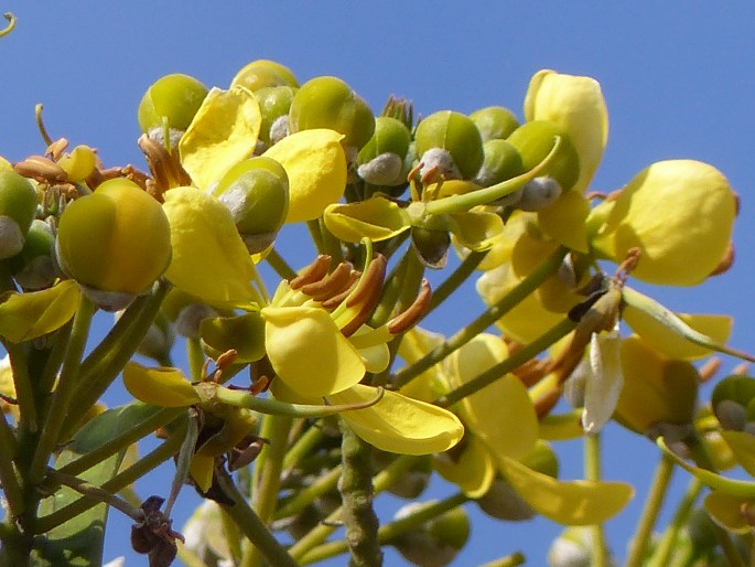 Senna siamea