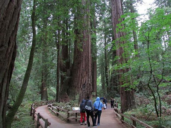 Sequoia sempervirens