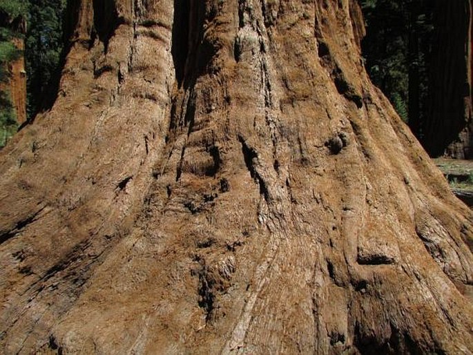 Sequoiadendron giganteum