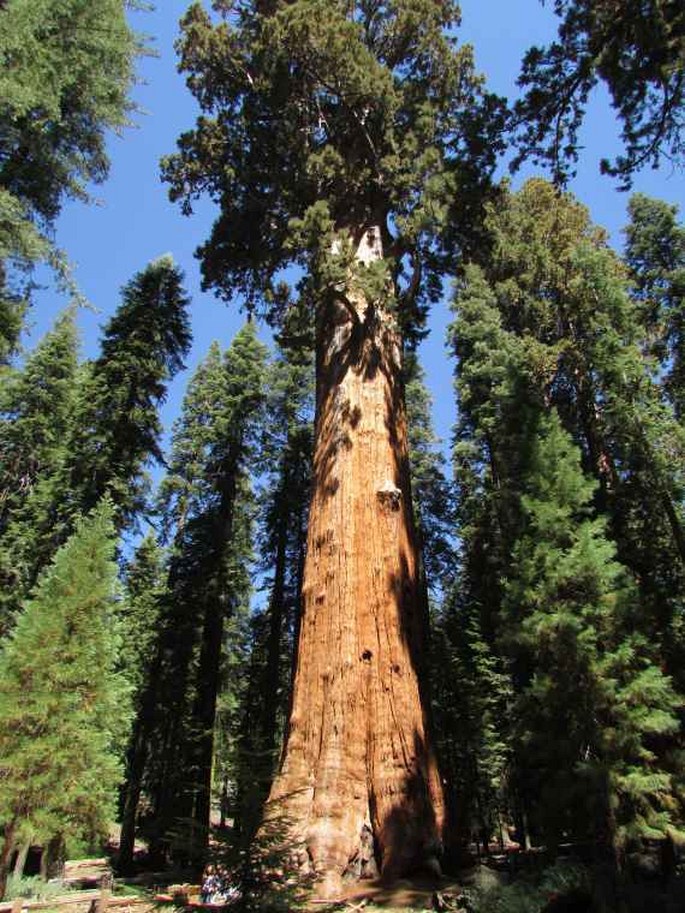 General Sherman; USA, Kalifornie, Sequoia National Park