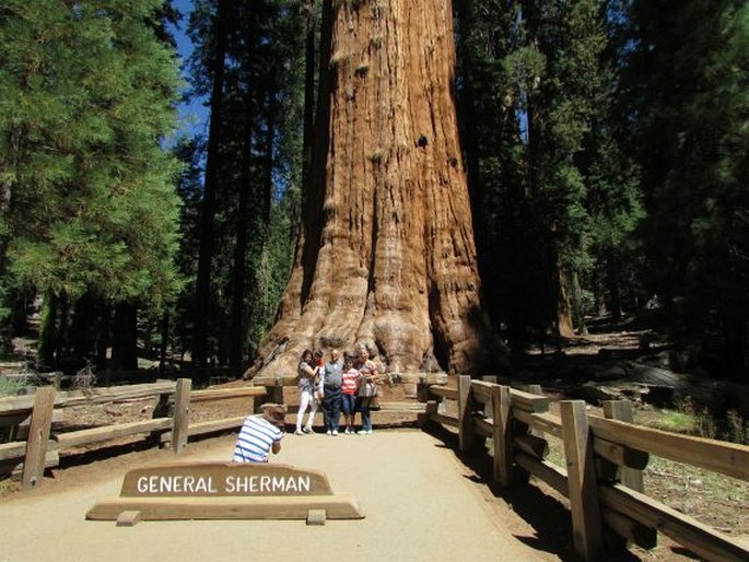 Sequoiadendron giganteum