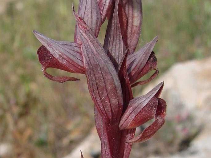 SERAPIAS APHRODITAE P. Delforge – sehnutka Afroditina