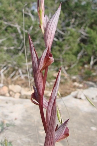 Serapias bergonii