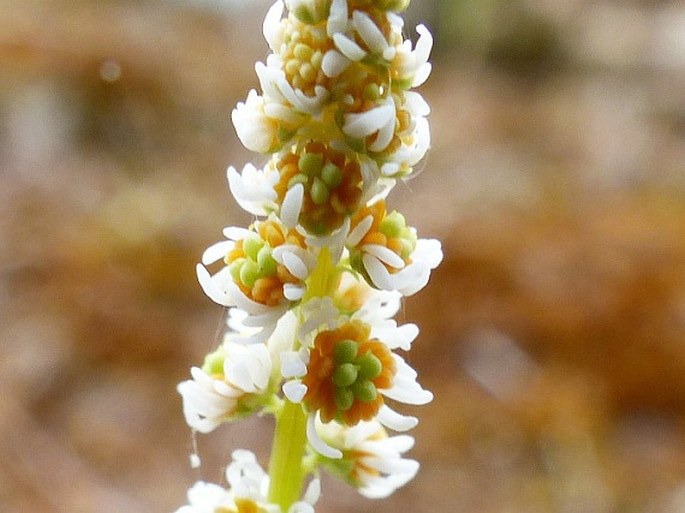 SESAMOIDES PURPURASCENS (L.) G. López