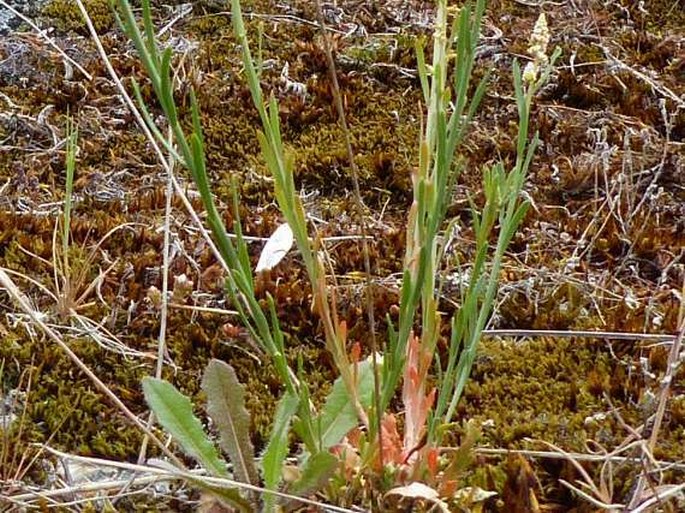 Sesamoides purpurascens