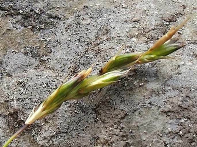 Sesleria tenuifolia