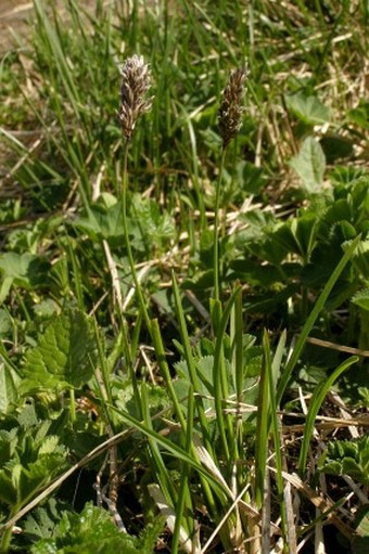 Sesleria tatrae