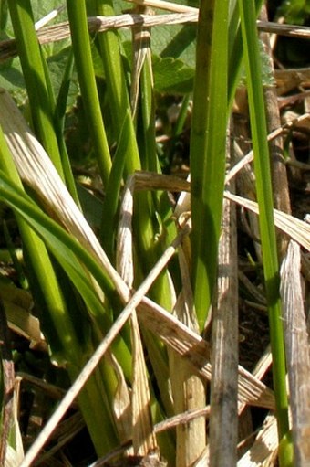 Sesleria tatrae