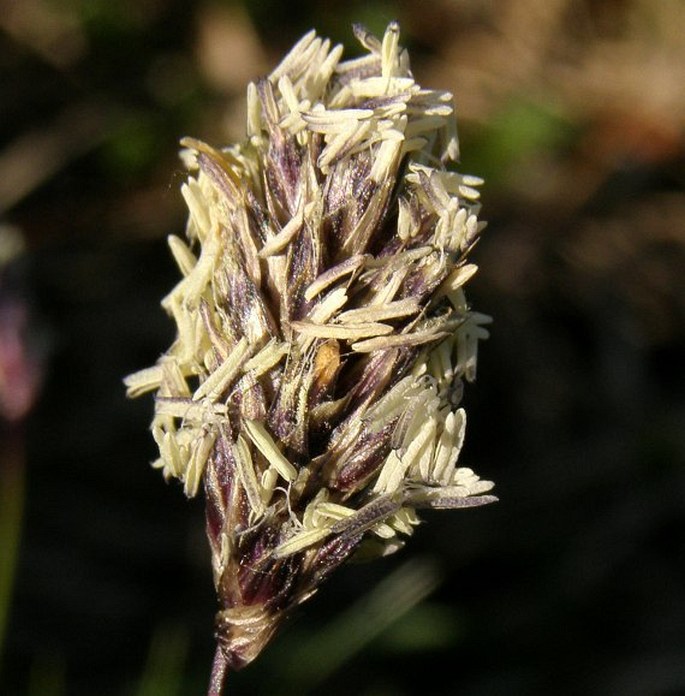 Sesleria tatrae