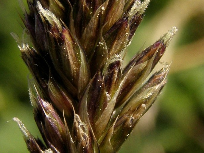 Sesleria tatrae