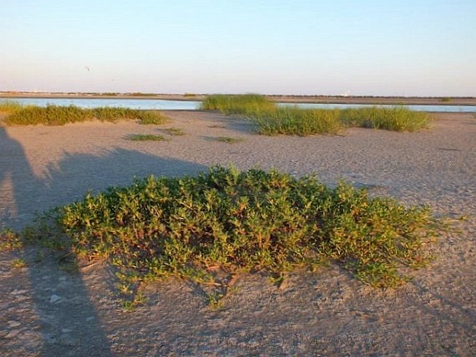 Sesuvium portulacastrum