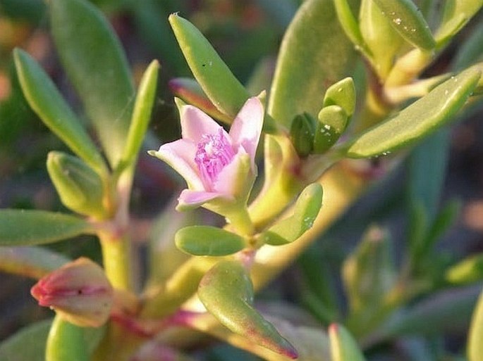 Sesuvium portulacastrum