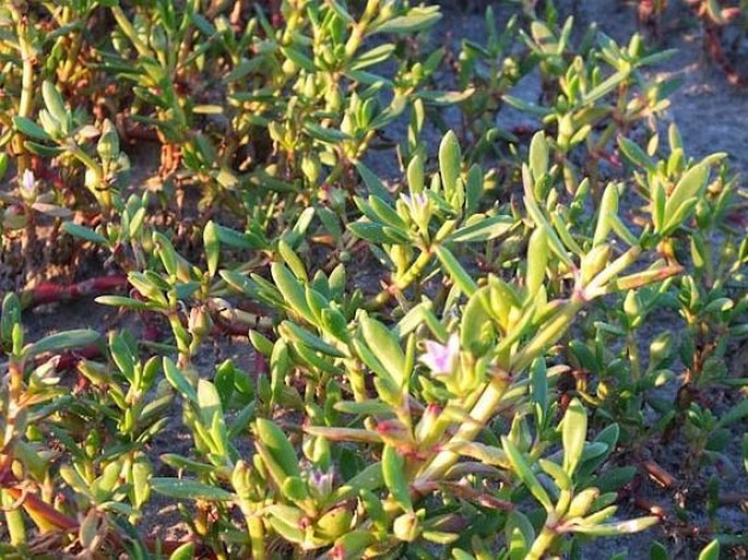 Sesuvium portulacastrum