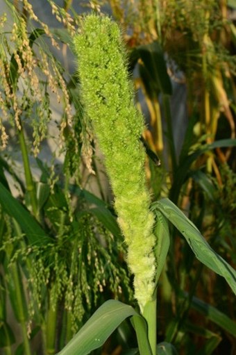 Setaria italica