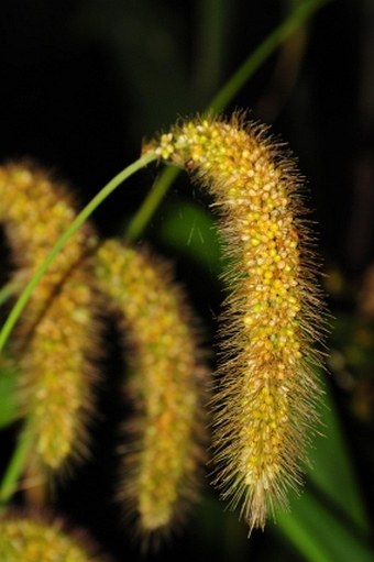 Setaria italica