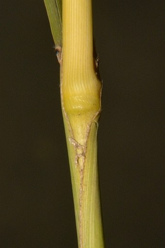 Setaria italica