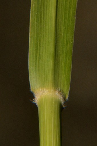 Setaria italica