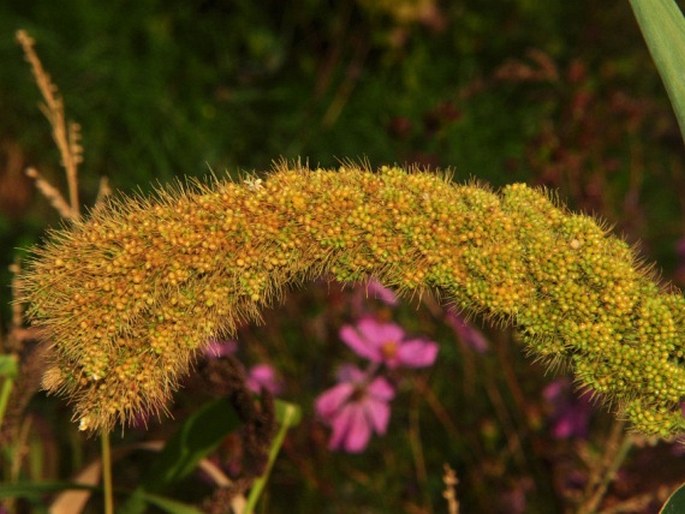 Setaria italica