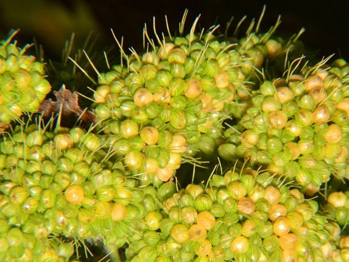 Setaria italica