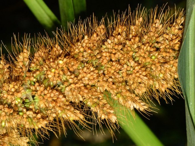 Setaria italica