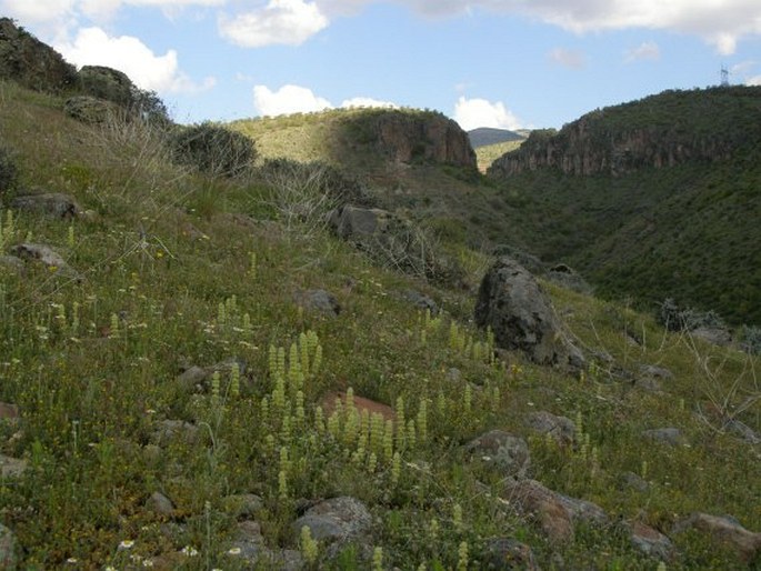 Sideritis lanata