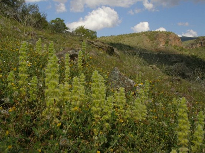 Sideritis lanata