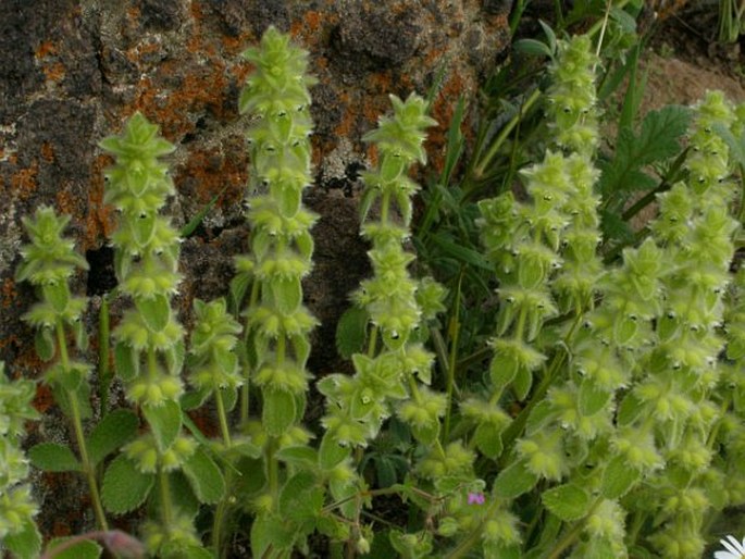 Sideritis lanata