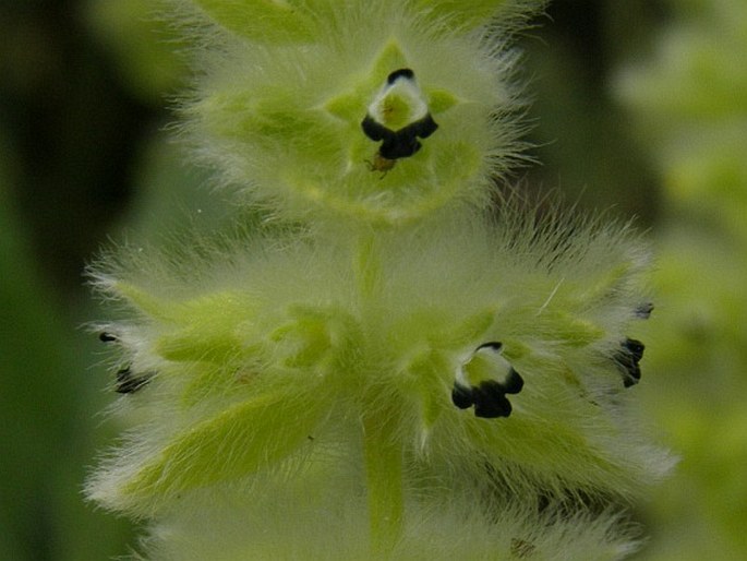 Sideritis lanata