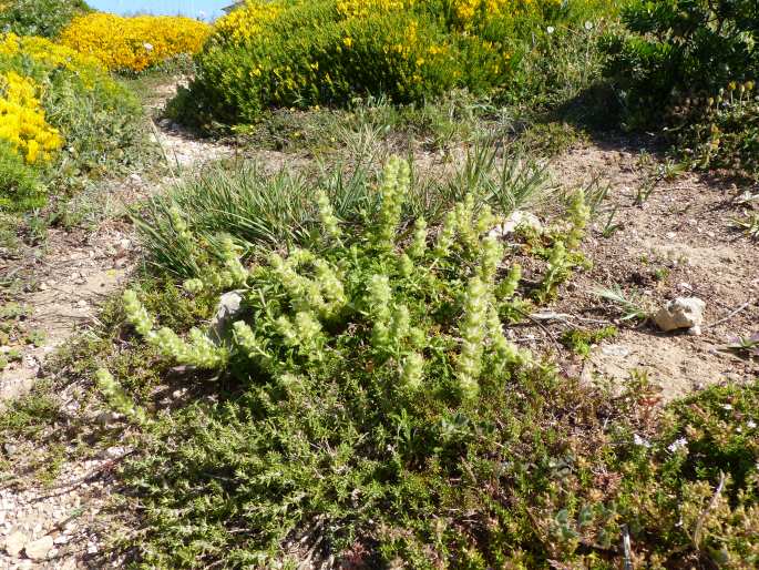 Sideritis hirsuta