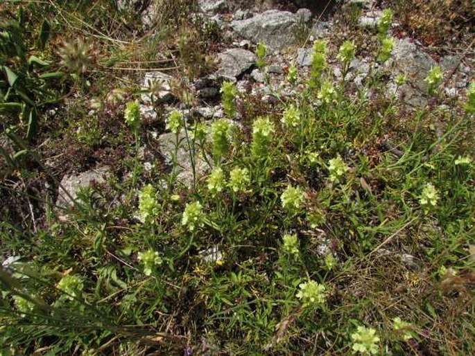 Sideritis hyssopifolia