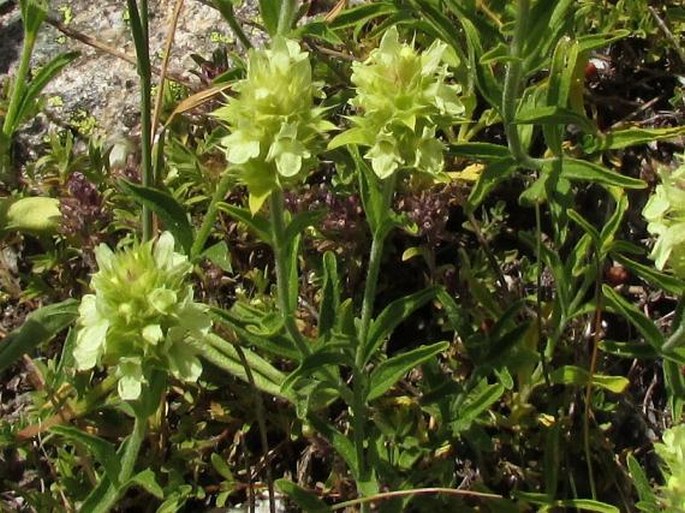 Sideritis hyssopifolia