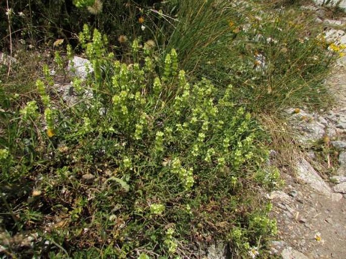 Sideritis hyssopifolia