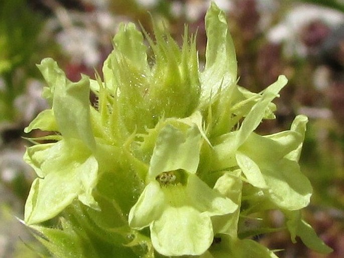 Sideritis hyssopifolia