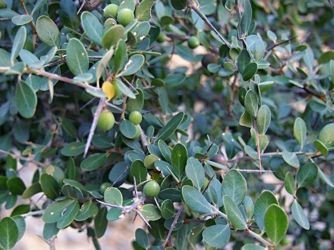 Sideroxylon mascatense