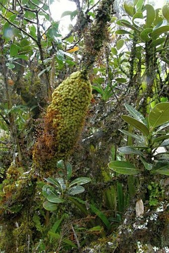 Sideroxylon borbonicum