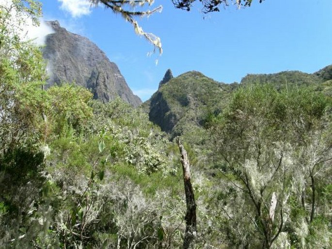 Sideroxylon borbonicum