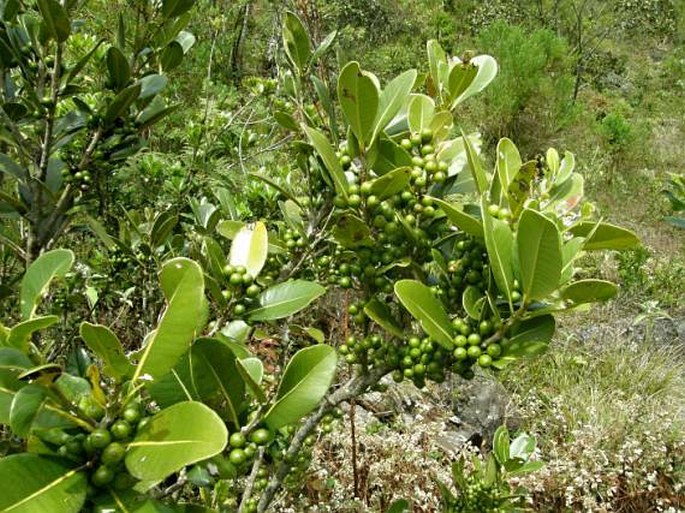 Sideroxylon borbonicum