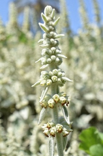 Sideritis oroteneriffae