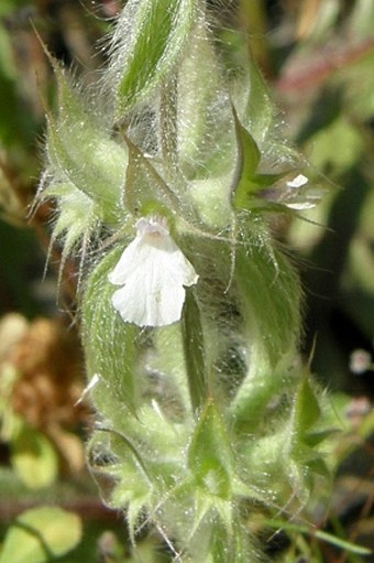 Sideritis romana