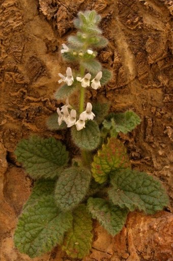 Sideritis villosa