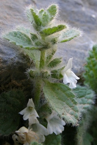 Sideritis villosa