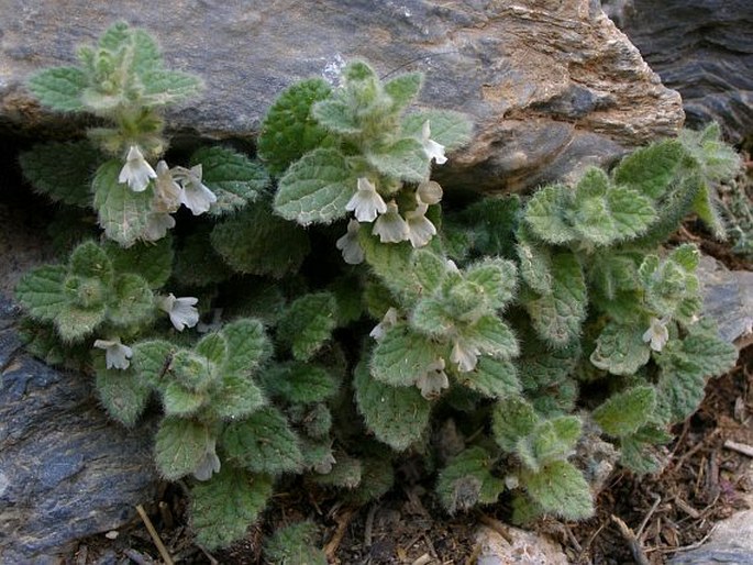 Sideritis villosa