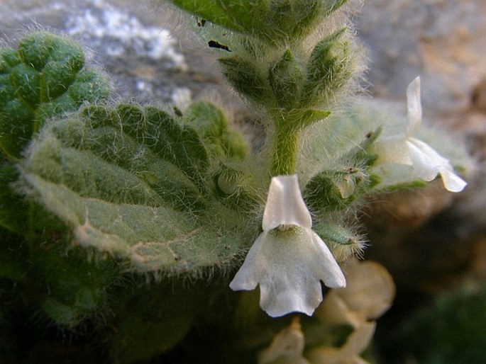 Sideritis villosa