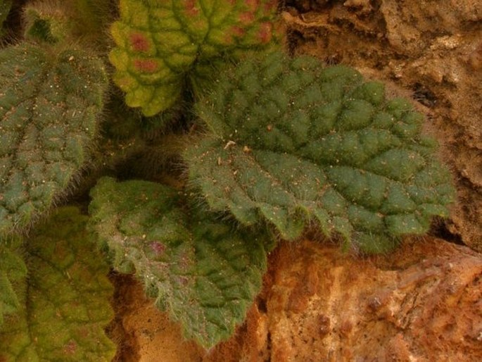 Sideritis villosa